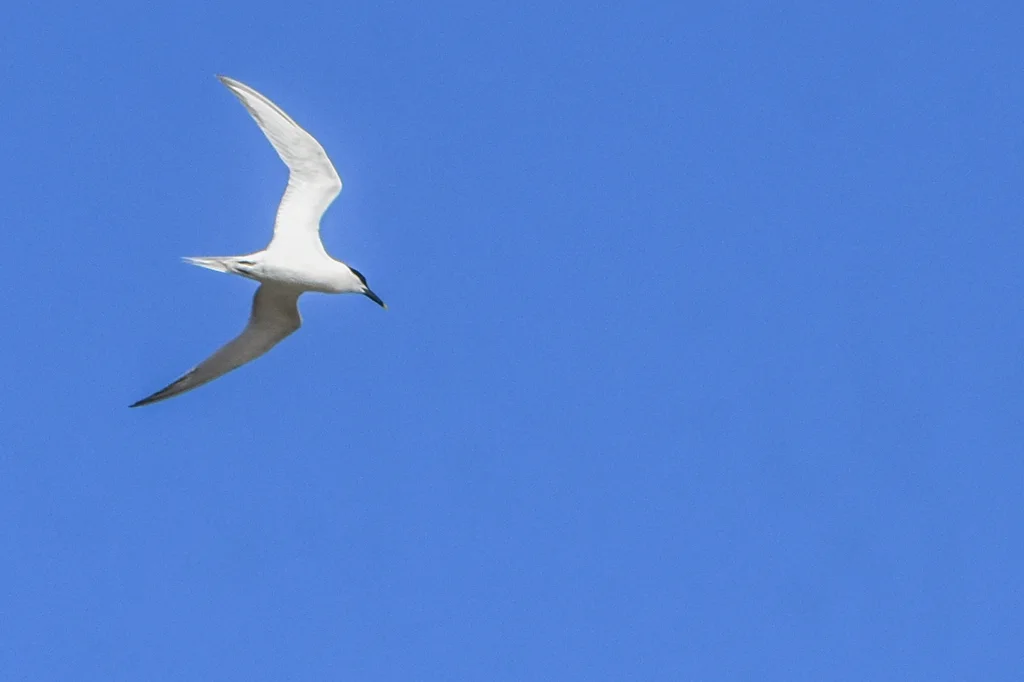 白嘴端凤头燕鸥(Thalasseus sandvicensis)