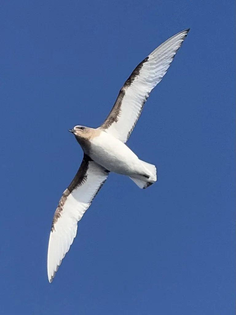 南极鹱(Thalassoica antarctica)