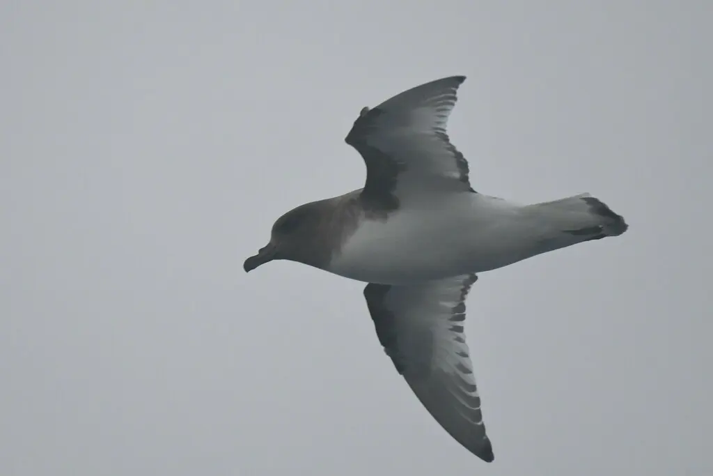 南极鹱(Thalassoica antarctica)