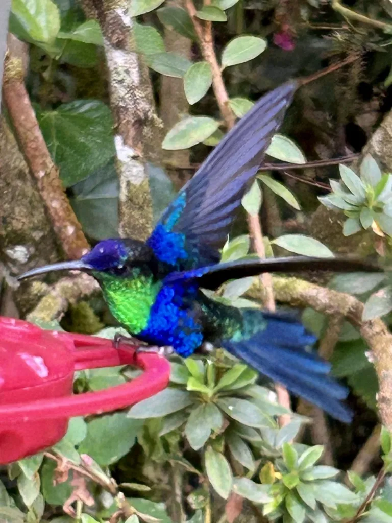 蓝顶妍蜂鸟(Thalurania colombica)