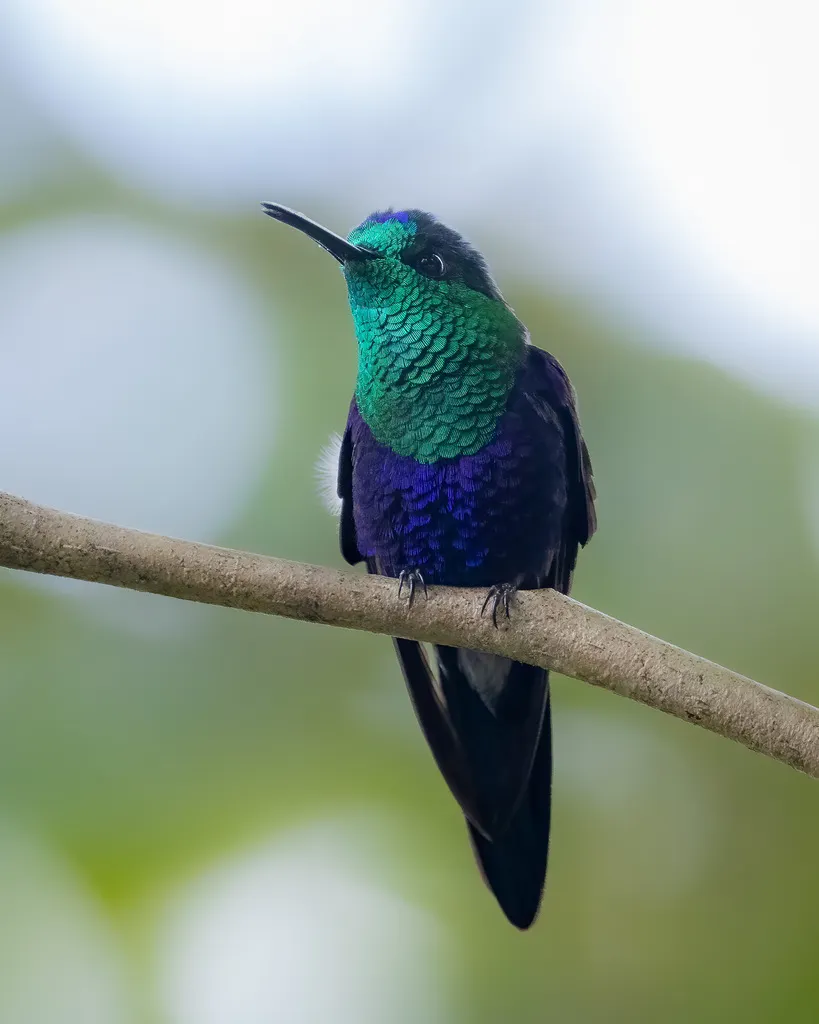 蓝顶妍蜂鸟(Thalurania colombica)