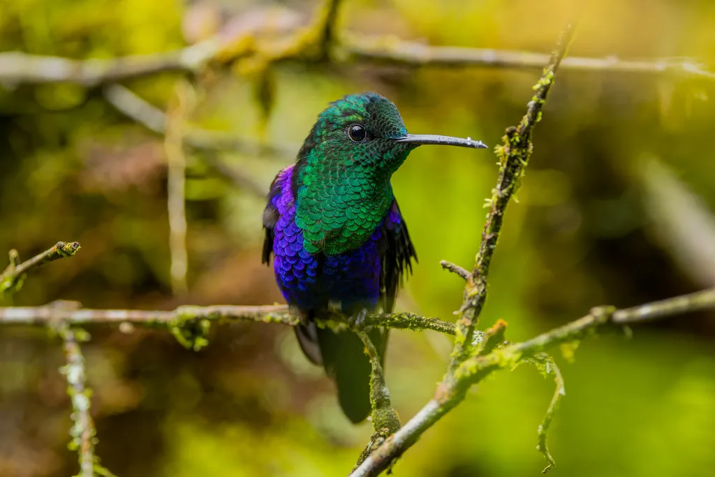 蓝顶妍蜂鸟(Thalurania colombica)