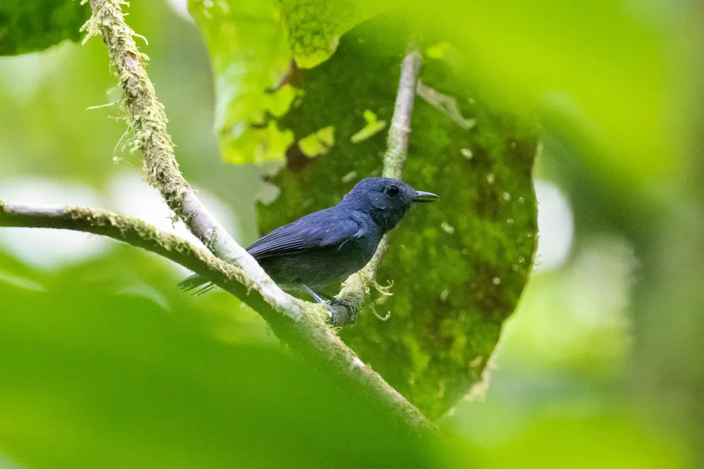 灰喉蚁鵙(Thamnomanes ardesiacus)