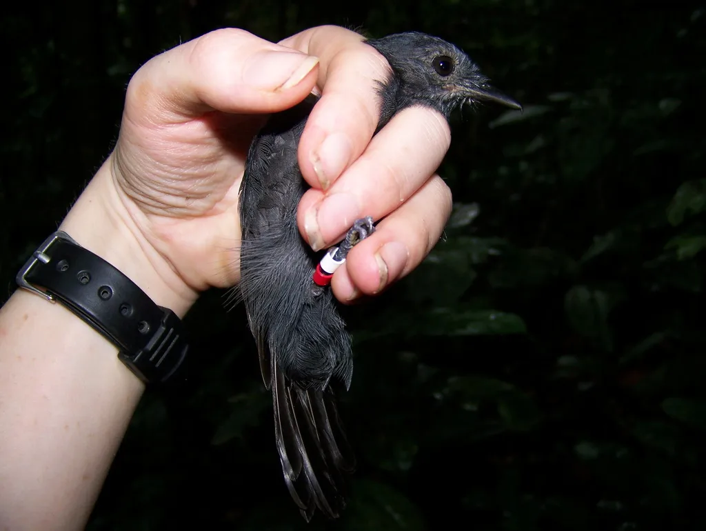 灰蚁鵙(Thamnomanes caesius)