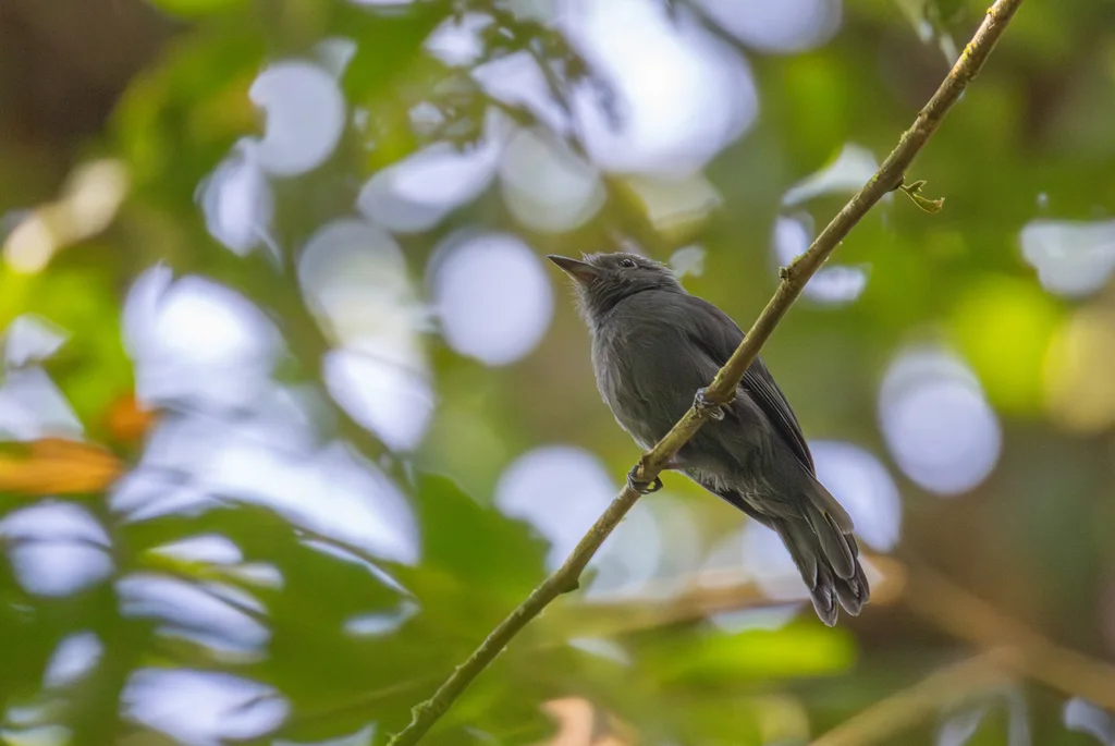 灰蚁鵙(Thamnomanes caesius)