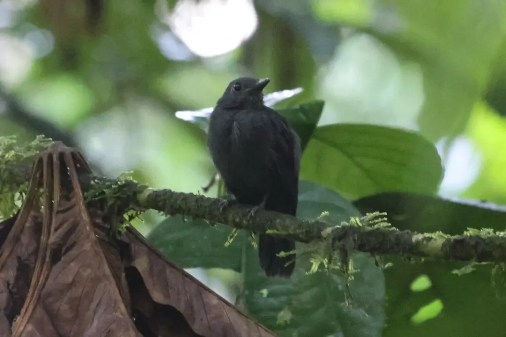 灰蚁鵙(Thamnomanes caesius)