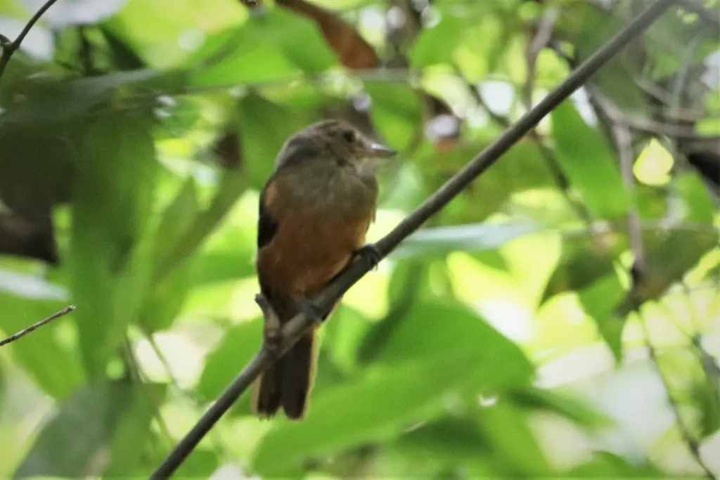 灰蚁鵙(Thamnomanes caesius)