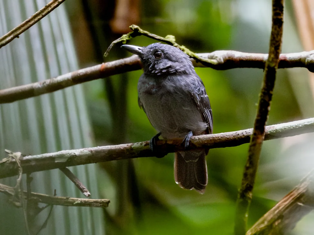 暗色蚁鵙(Thamnomanes saturninus)