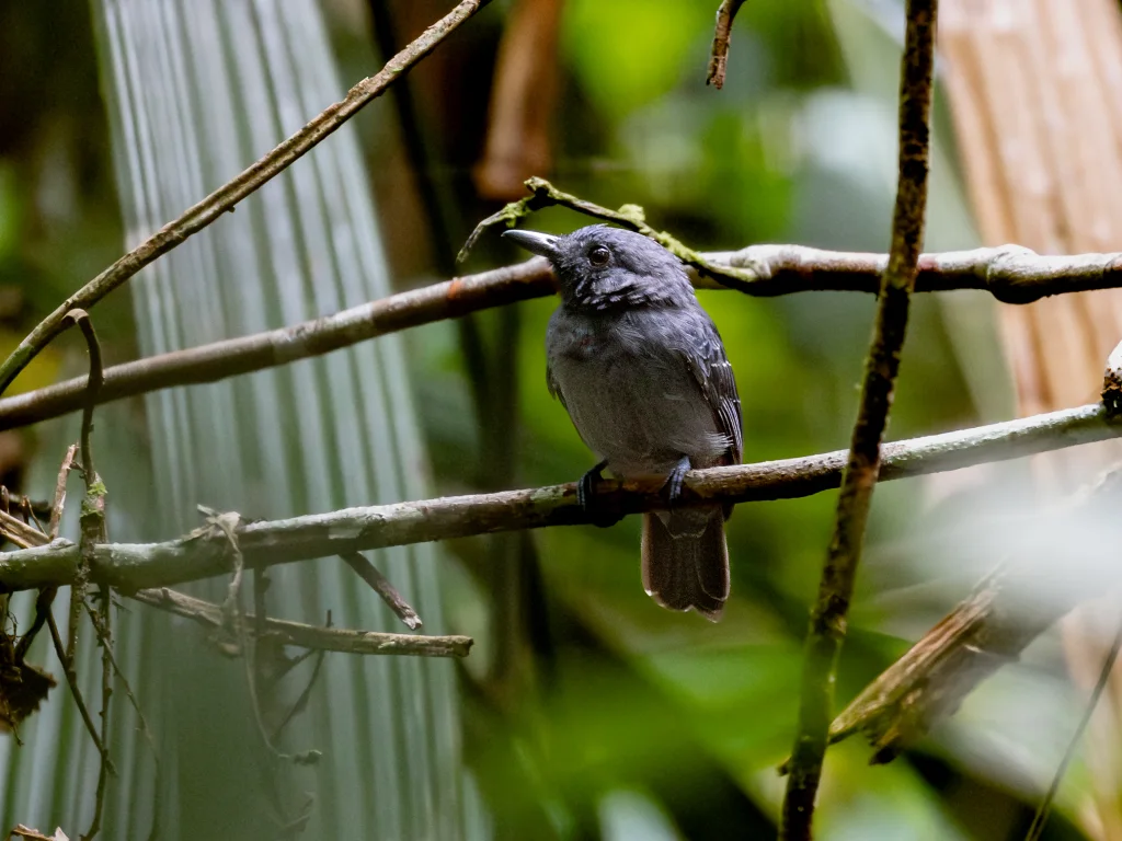 暗色蚁鵙(Thamnomanes saturninus)