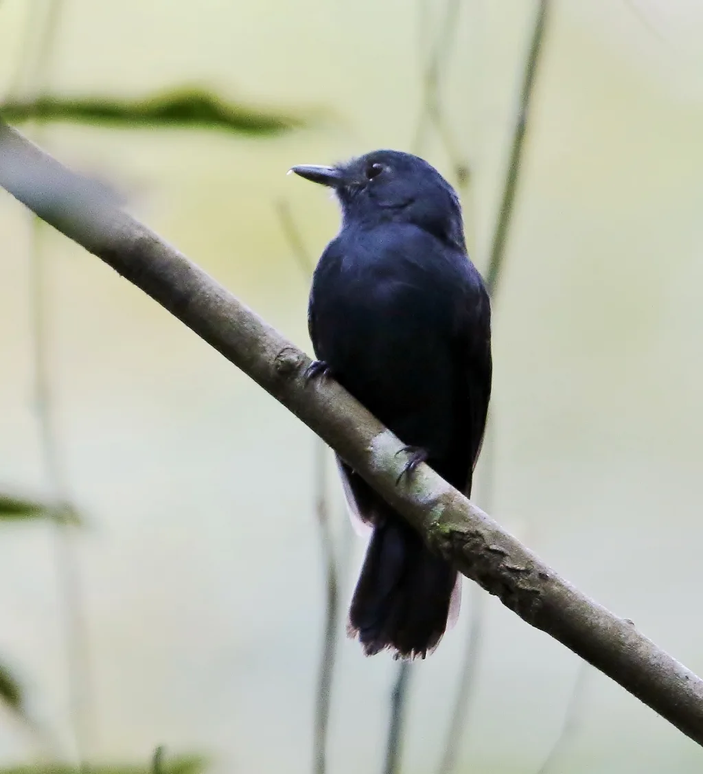 蓝蚁鵙(Thamnomanes schistogynus)