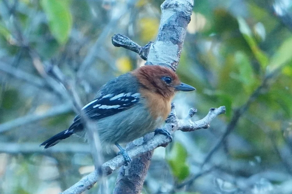 亚马孙蚁鵙(Thamnophilus amazonicus)