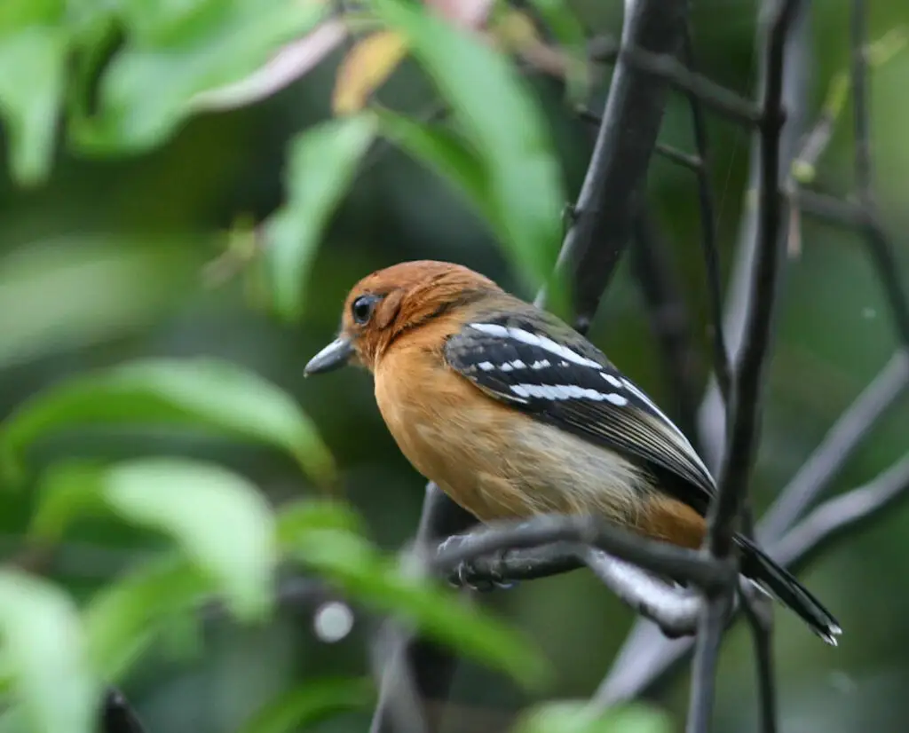 亚马孙蚁鵙(Thamnophilus amazonicus)
