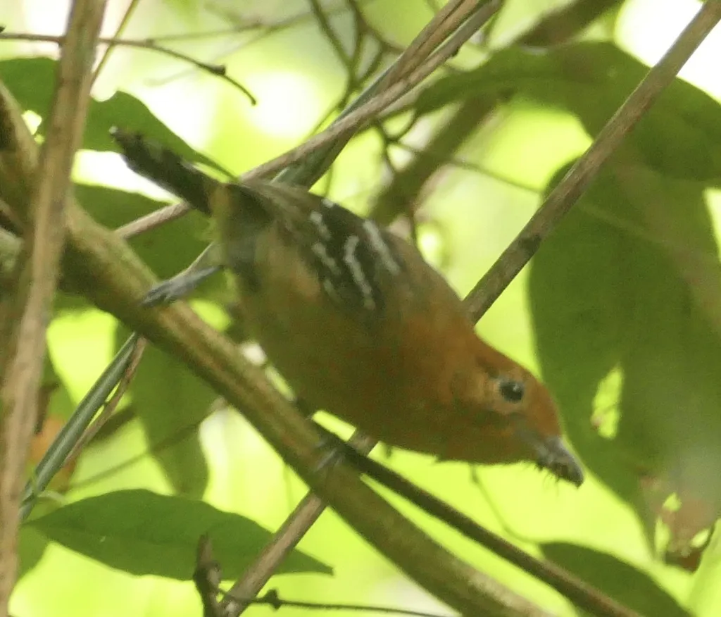 亚马孙蚁鵙(Thamnophilus amazonicus)