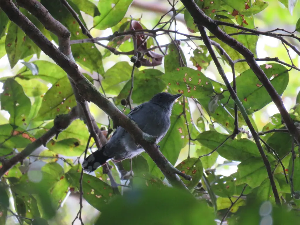 亚马孙蚁鵙(Thamnophilus amazonicus)