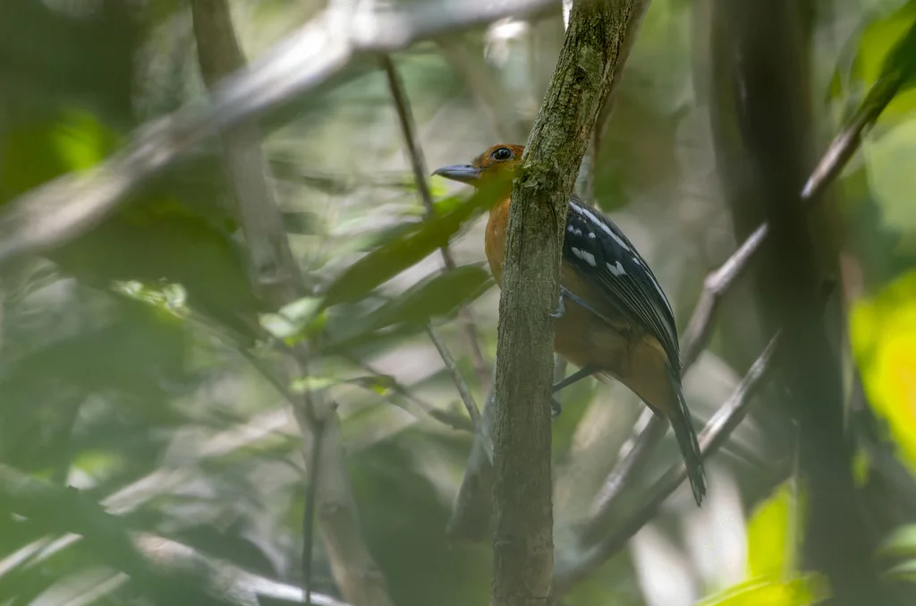 亚马孙蚁鵙(Thamnophilus amazonicus)