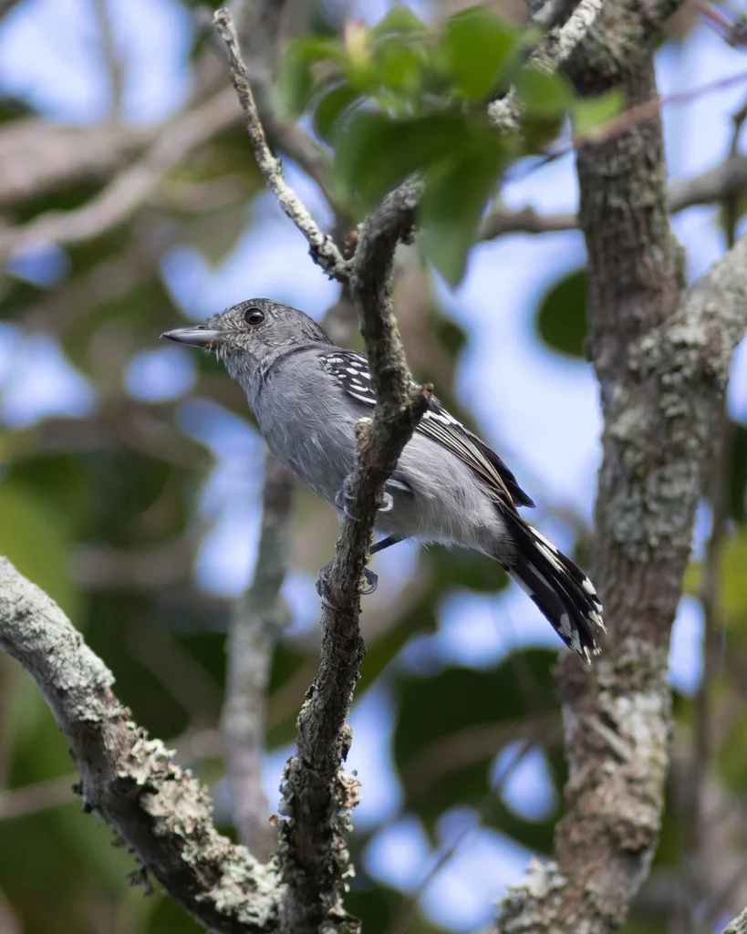 索瑞蚁鵙(Thamnophilus ambiguus)