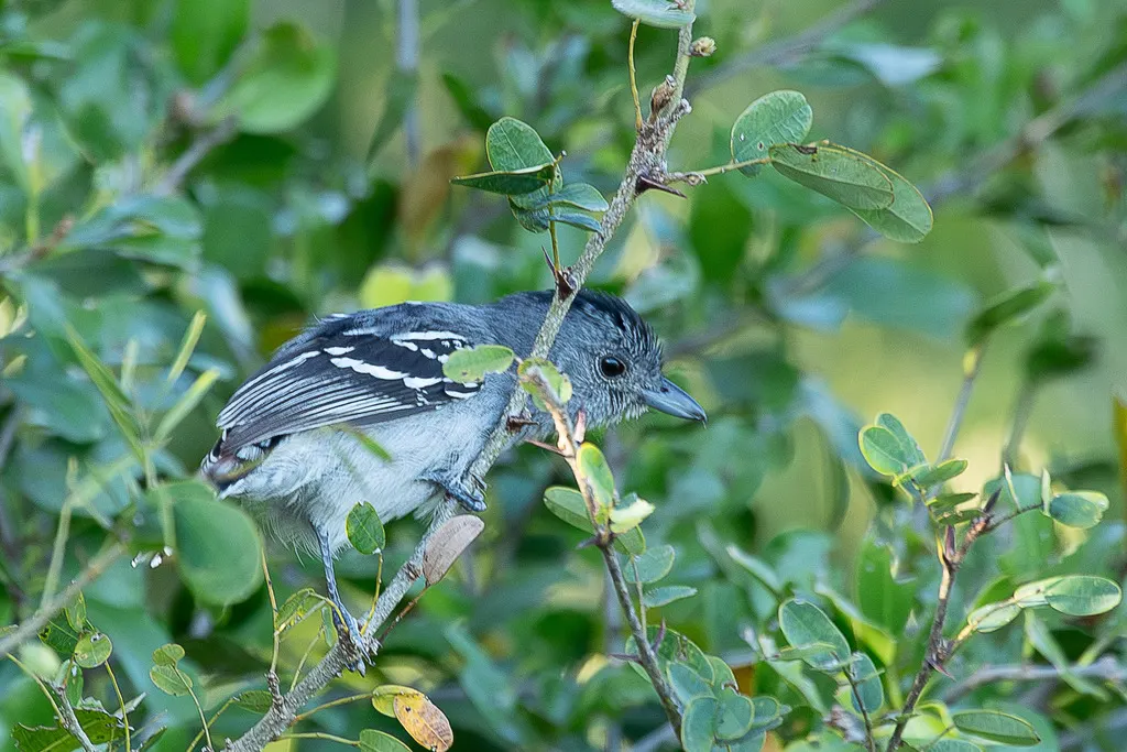 索瑞蚁鵙(Thamnophilus ambiguus)