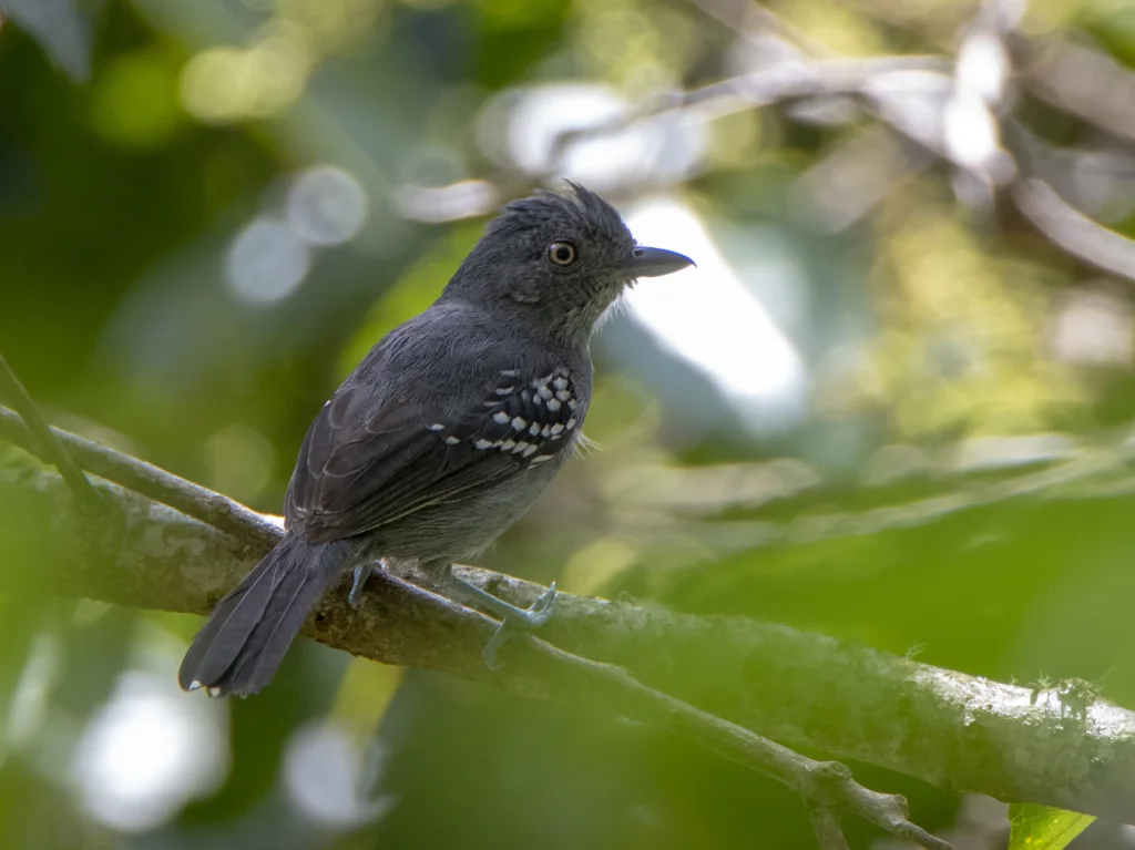 山蚁鵙(Thamnophilus aroyae)