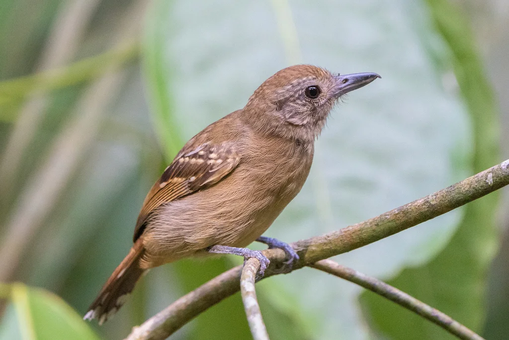 西蓝灰蚁鵙(Thamnophilus atrinucha)