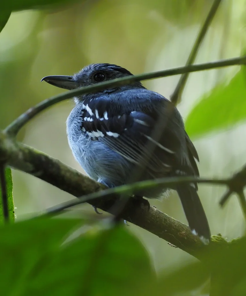 西蓝灰蚁鵙(Thamnophilus atrinucha)
