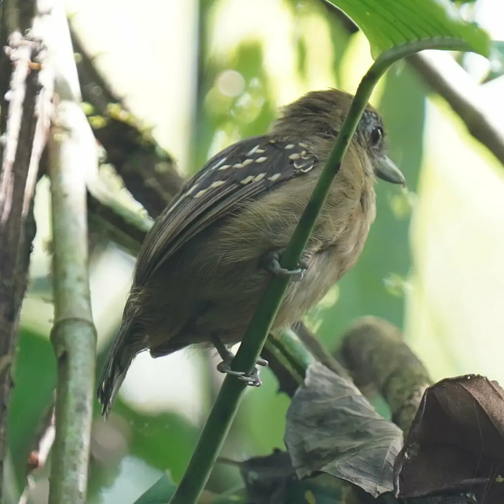 西蓝灰蚁鵙(Thamnophilus atrinucha)