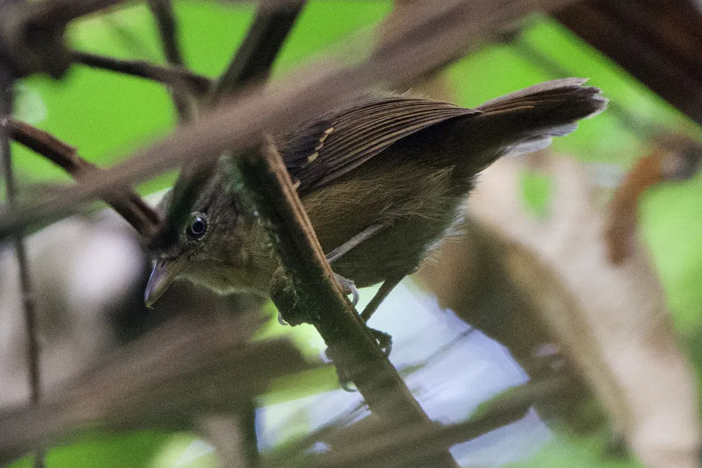 西蓝灰蚁鵙(Thamnophilus atrinucha)