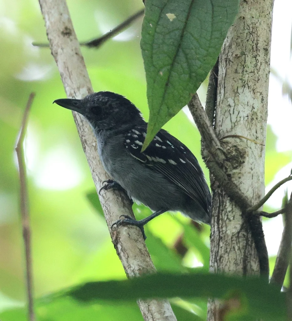 西蓝灰蚁鵙(Thamnophilus atrinucha)