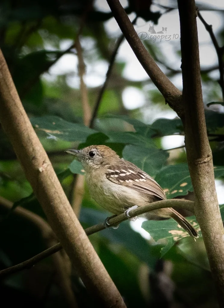 西蓝灰蚁鵙(Thamnophilus atrinucha)
