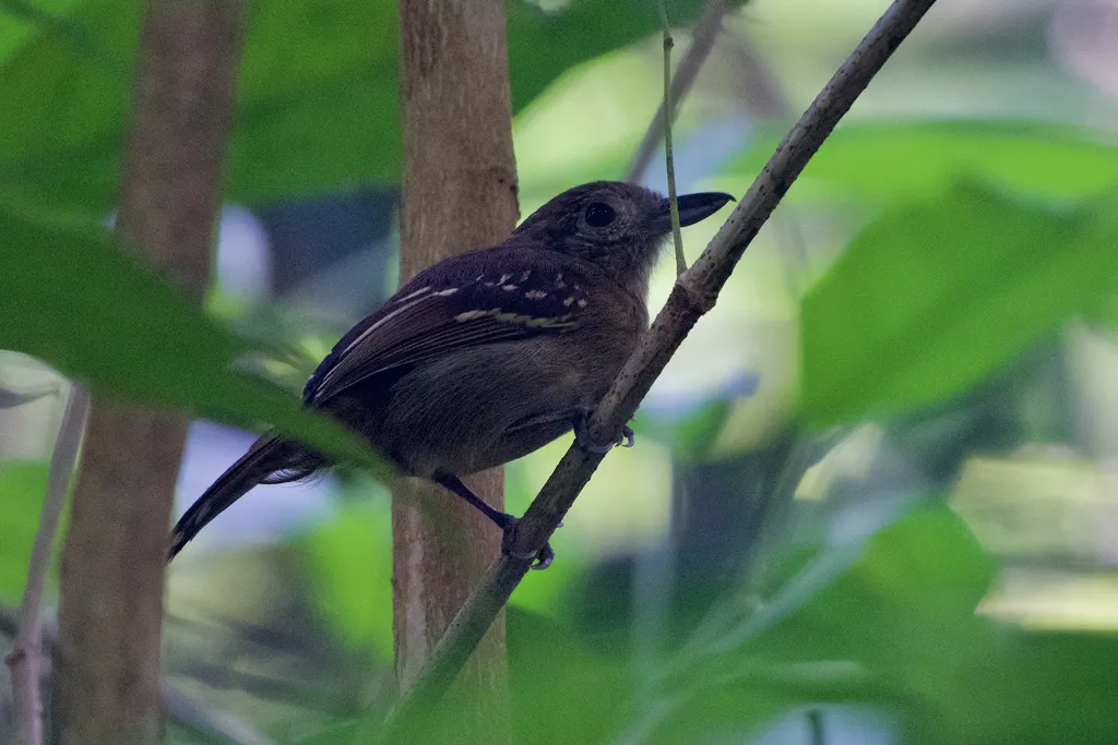 西蓝灰蚁鵙(Thamnophilus atrinucha)