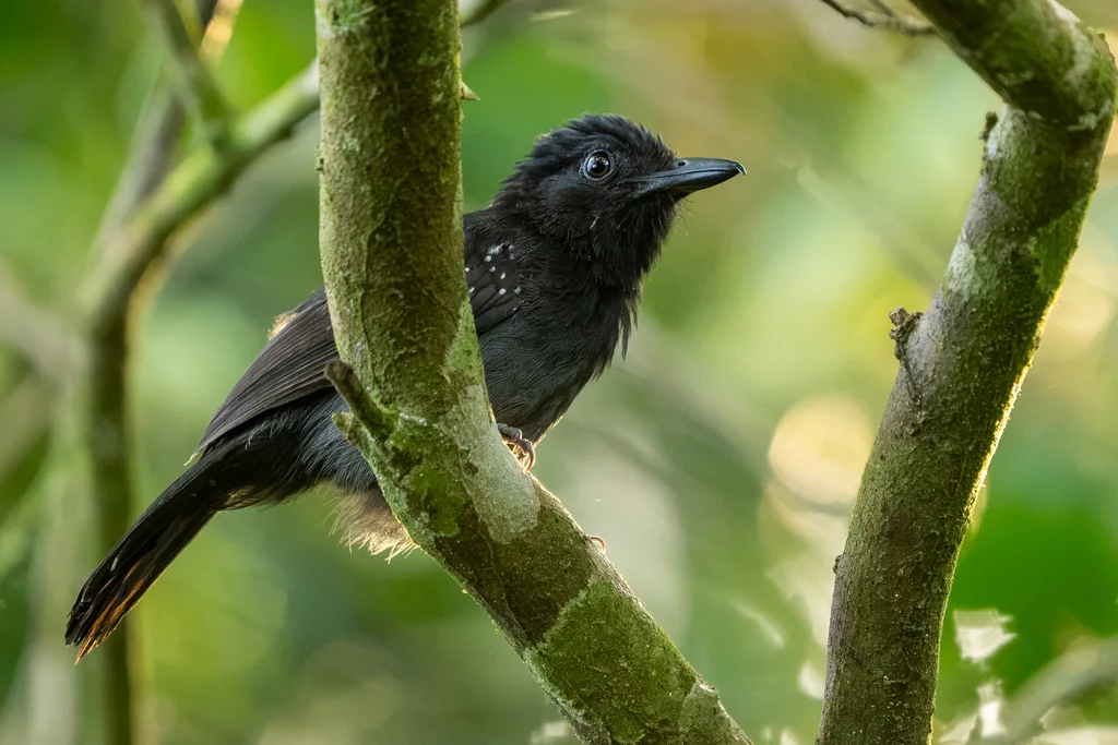 黑头蚁鵙(Thamnophilus bridgesi)