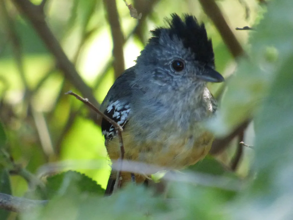 杂色蚁鵙(Thamnophilus caerulescens)