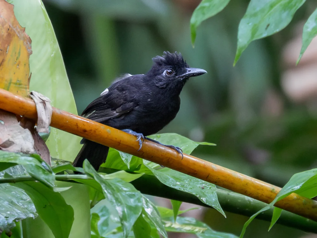卡氏蚁鵙(Thamnophilus cryptoleucus)