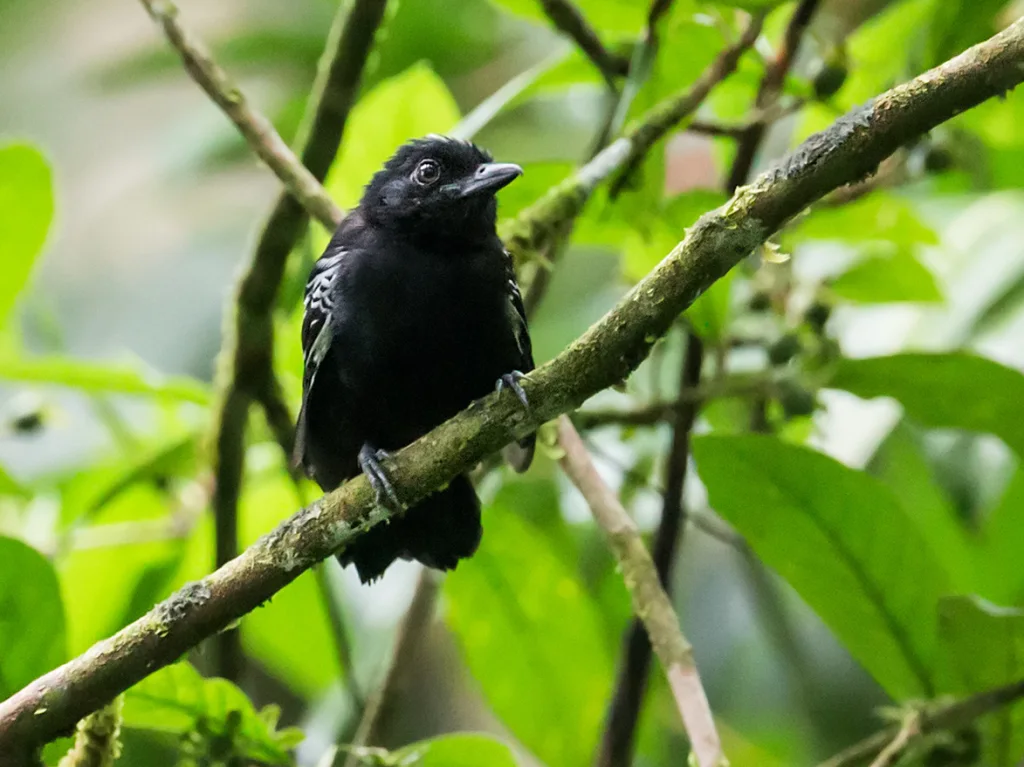 卡氏蚁鵙(Thamnophilus cryptoleucus)