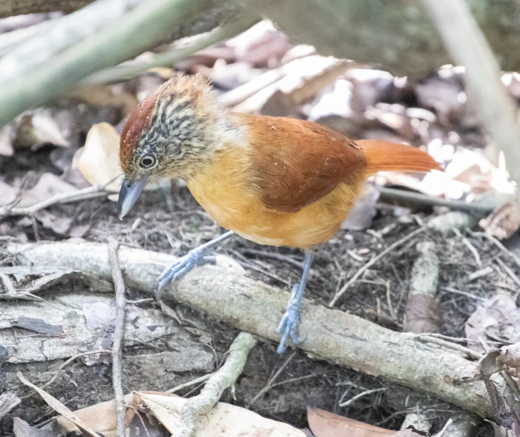 横斑蚁鵙(Thamnophilus doliatus)