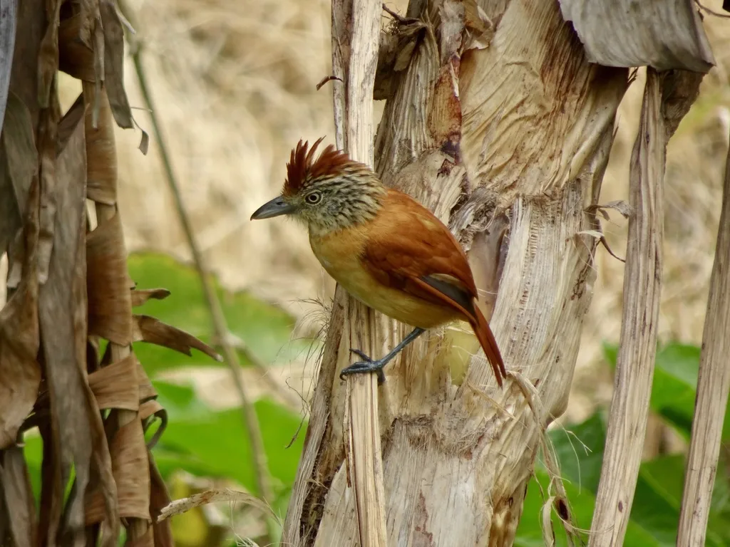 横斑蚁鵙(Thamnophilus doliatus)