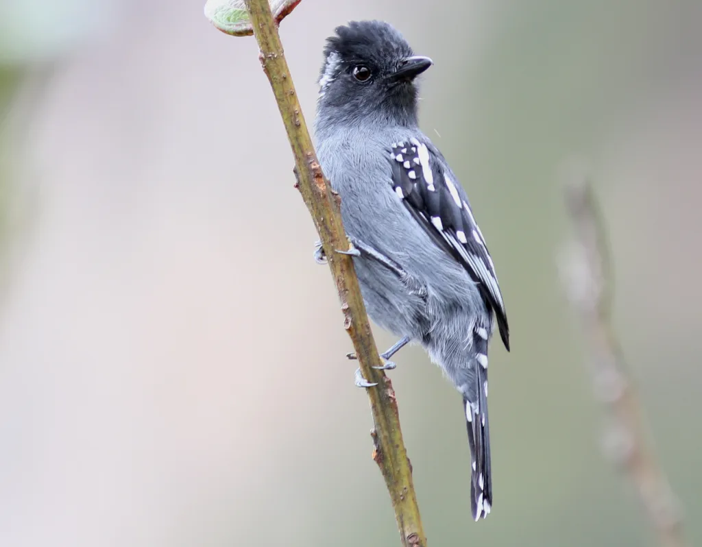 纹背蚁鵙(Thamnophilus insignis)