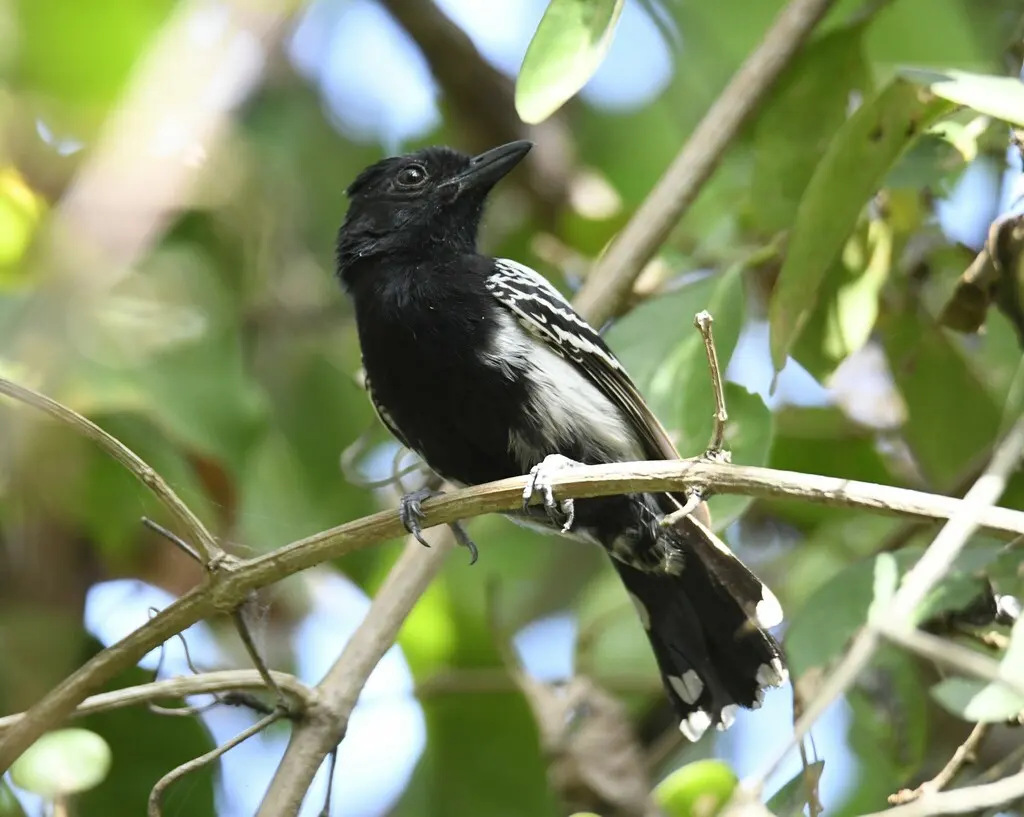 黑背蚁鵙(Thamnophilus melanonotus)