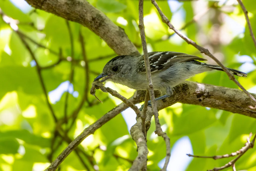 高原蚁鵙(Thamnophilus pelzelni)