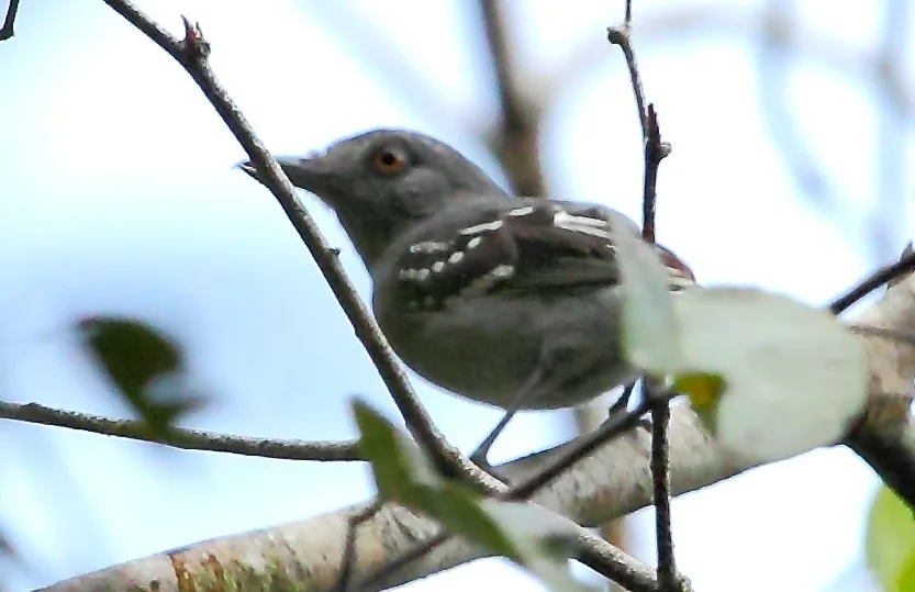 蓝灰蚁鵙(Thamnophilus punctatus)