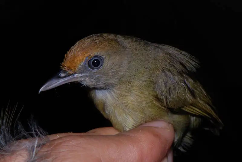 黑顶蚁鵙(Thamnophilus schistaceus)