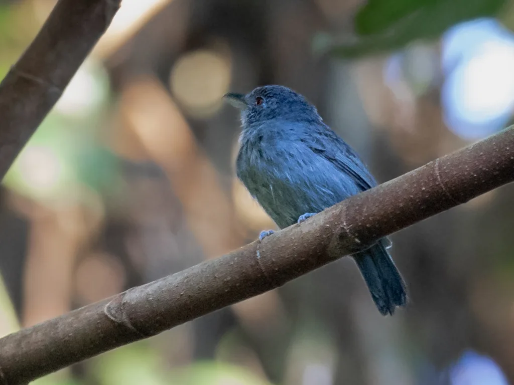 黑顶蚁鵙(Thamnophilus schistaceus)