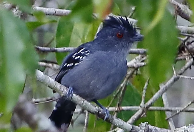 纳氏蚁鵙(Thamnophilus stictocephalus)
