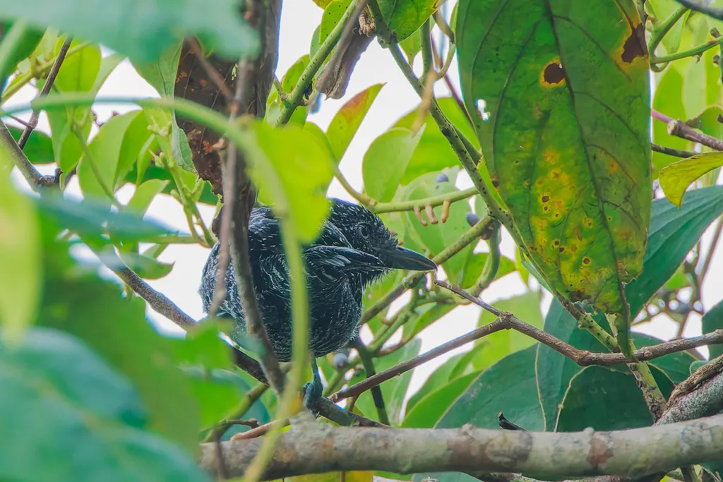 线纹蚁鵙(Thamnophilus tenuepunctatus)
