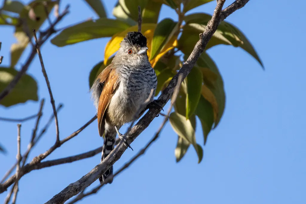 棕翅蚁鵙(Thamnophilus torquatus)