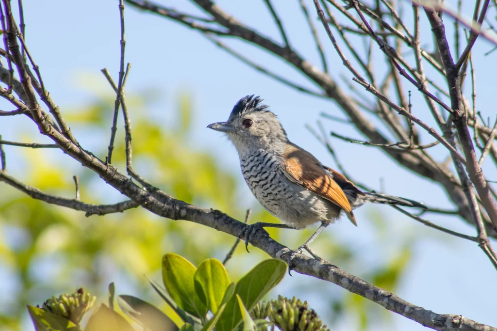 棕翅蚁鵙(Thamnophilus torquatus)