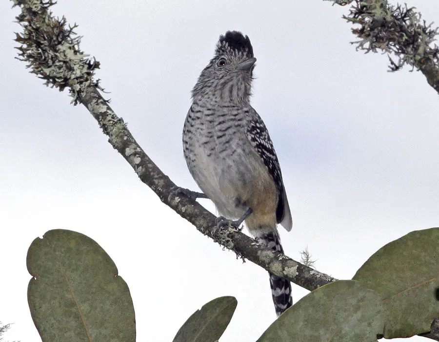 查氏蚁鵙（Thamnophilus zarumae）