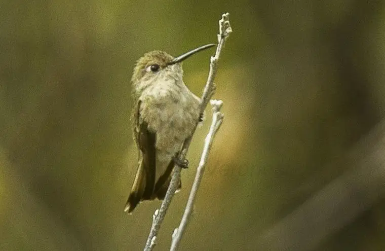 秘鲁蜂鸟(Thaumasius baeri)