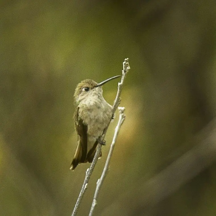 秘鲁蜂鸟(Thaumasius baeri)