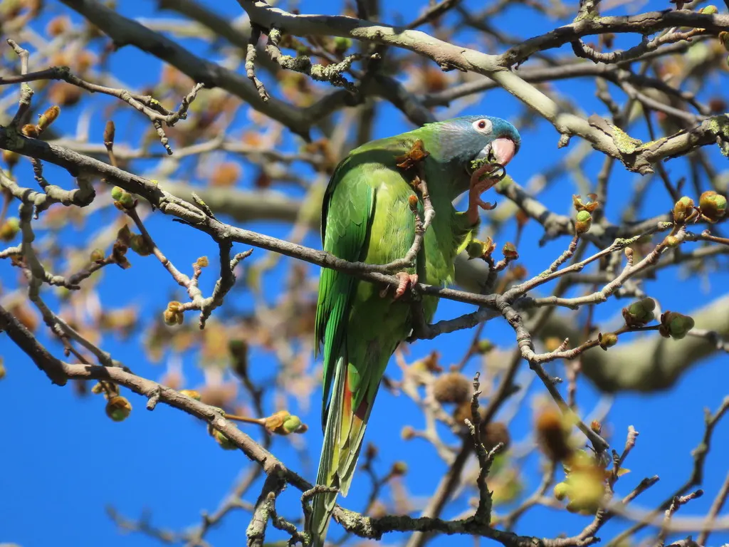 蓝冠鹦哥(Thectocercus acuticaudatus)