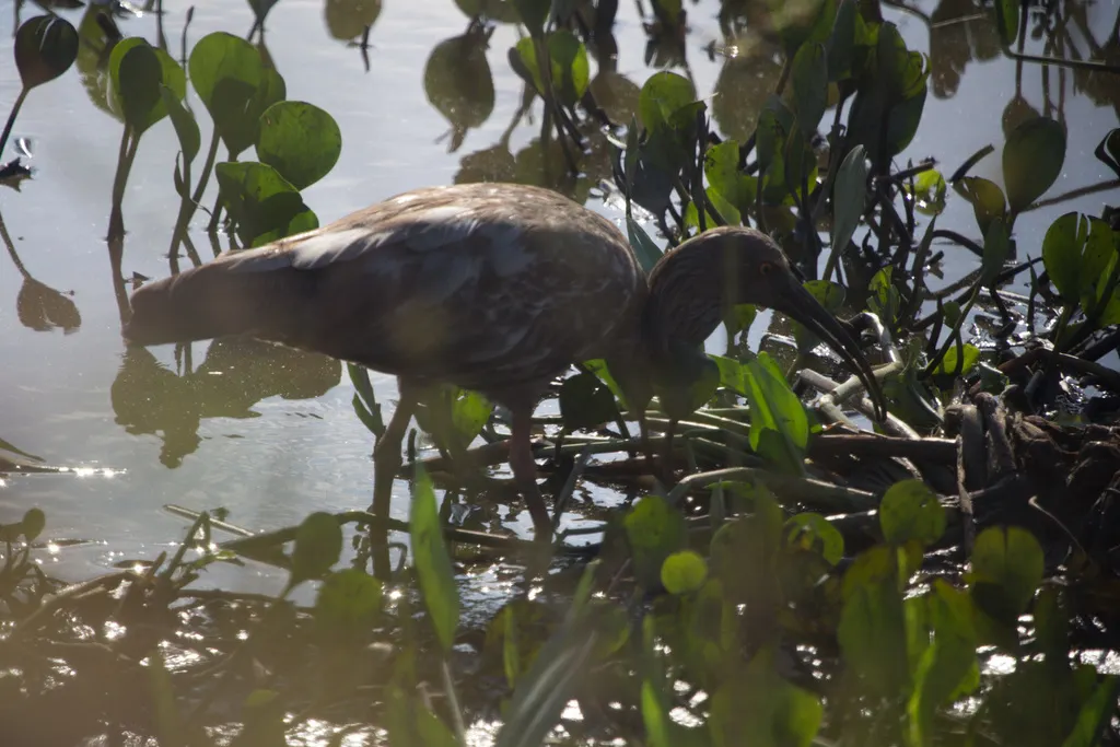 铅色鹮（Theristicus caerulescens）